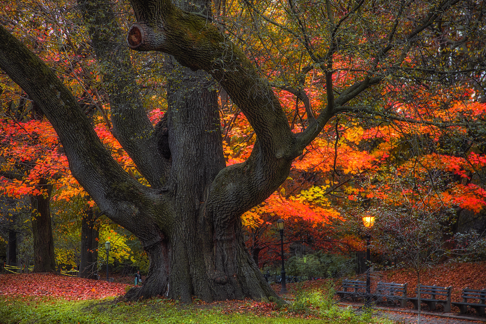 A Mighty Tree